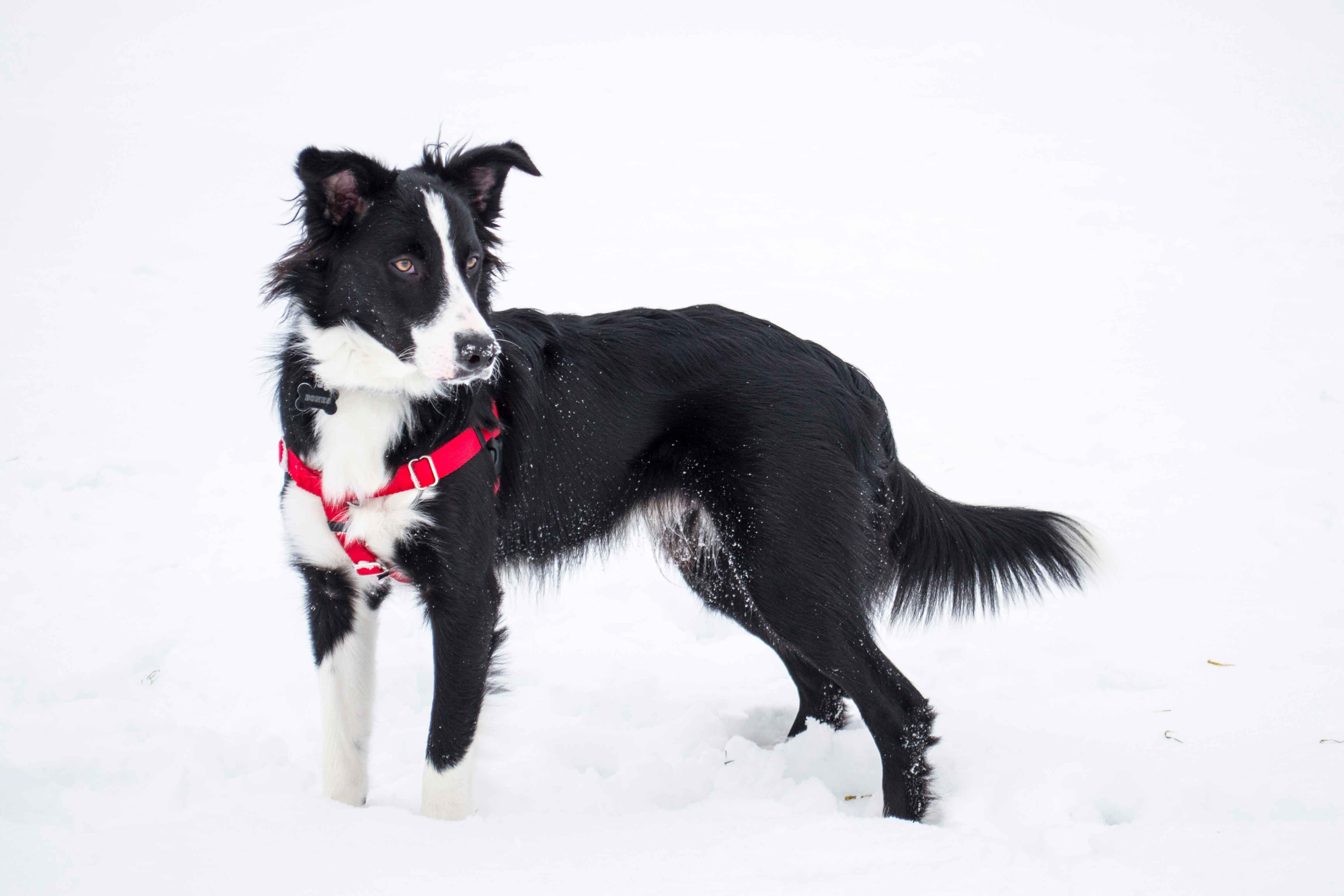 Clearing the Eye-sues: Proven Tips to Prevent Eye Problems in Border Collies